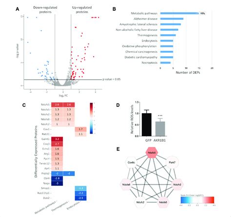 Akr B Overexpression Highly Impacts Metabolism In T Cells A