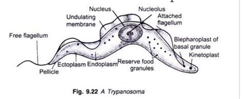 Structure And Life Cycle Of Trypanosoma