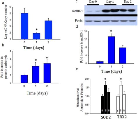 A B C D And E Mitochondrial DNA Copy Number Based On Real Time PCR