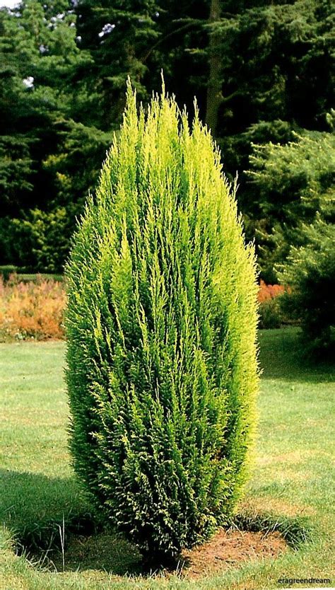 Chamaecyparis Lawsoniana Erecta Aurea Ädelcypress Era Green Dream