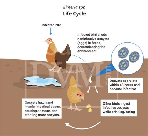 Coccidiosis In Chickens