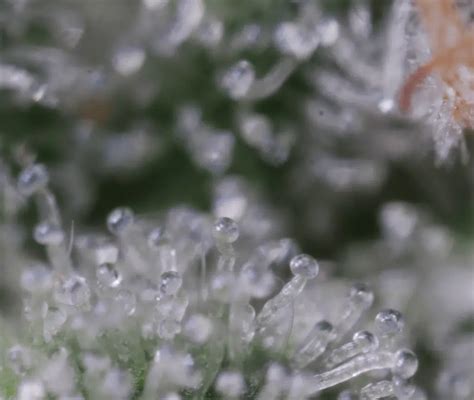 What Are Trichomes And Why Do They Result In High Quality Cannabis Greenplanet Nutrients Canada