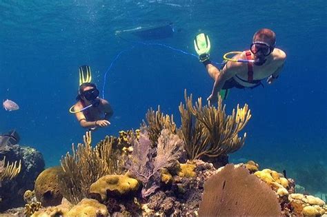 Tripadvisor Snuba Adventure En Coral World Ocean Park Ofrecido Por