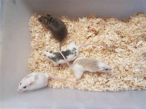 African Soft Fur Rats Care Sheet Do They Make Good Pets Basic Rodents