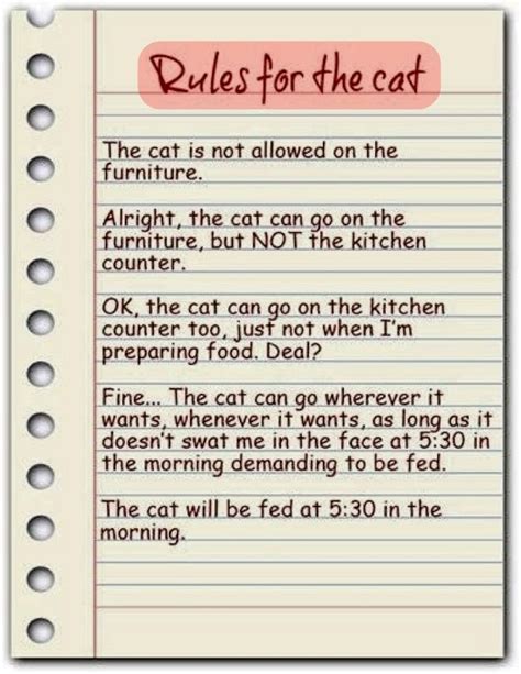 Here Are Some Essential Rules For Cats Cat Ownership Cats And