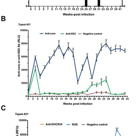 Response Of Tupaias To HCV1a Infection A ALT Levels And Viral Loads