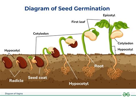 Diagram of Seed Germination – Process and Factors Affecting - GeeksforGeeks