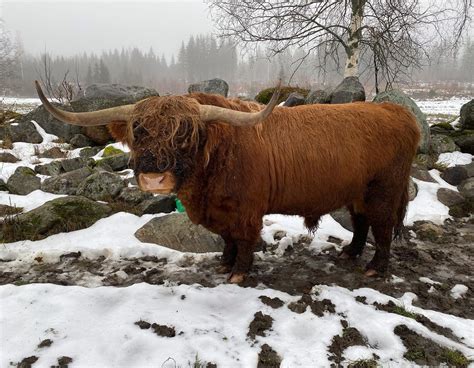 Highland Cattle Photo Of The Day : r/highlandcattle