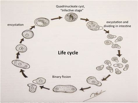 Entamoeba Coli Life Cycle