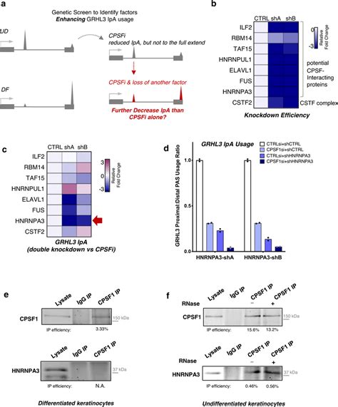 HNRNPA3 Cooperates With CPSF To Promote GRHL3 IpA A Illustration
