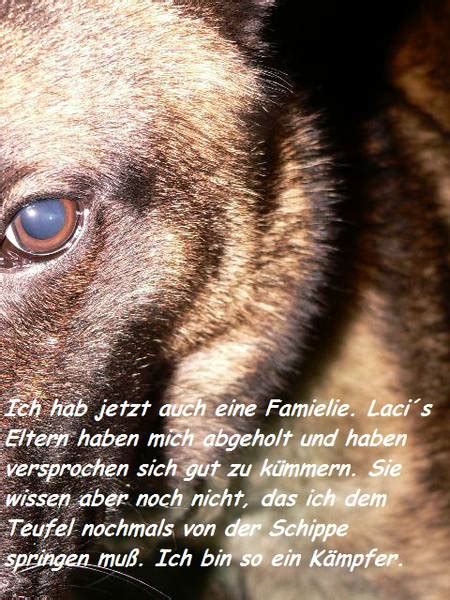 Freddy vorher Cesar kettenlos e V Hilfe und Vermittlung für Tiere