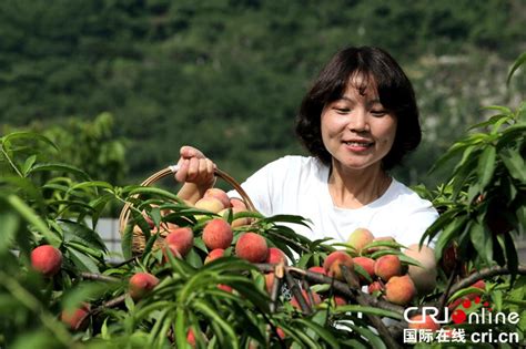 贵州黔西：桃子成熟果农采摘忙（组图）