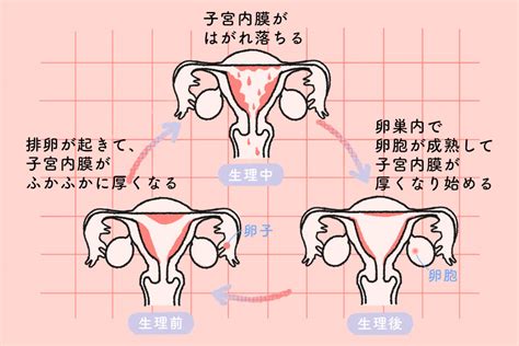 初経から閉経まで。生理のしくみと体の変化を知ろう Helicoヘリコ あしたがちょっと健康に アイセイ薬局