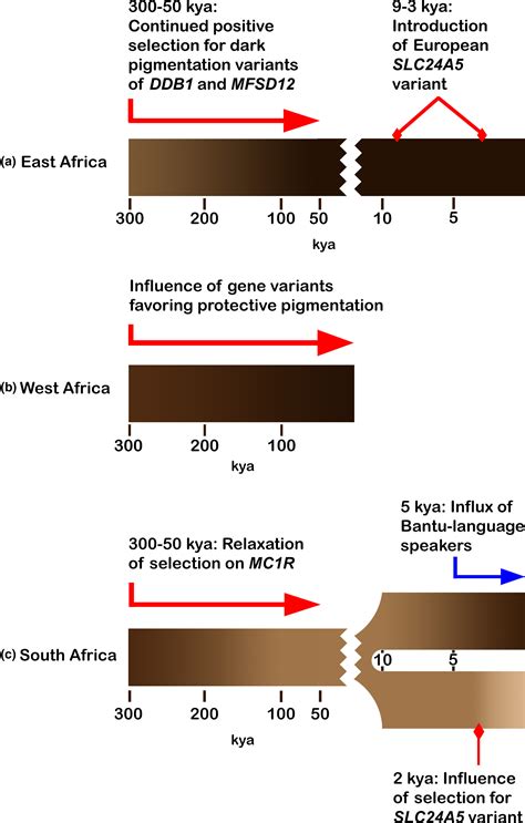 The Evolution Of Human Skin Pigmentation Involved The Interactions Of