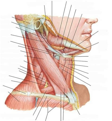 Músculos do pescoço Vista Lateral Diagram Quizlet