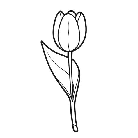 Premium Vector Half Closed Bud Tulip Coloring Book Linear Drawing