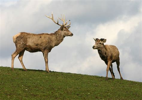 Лани