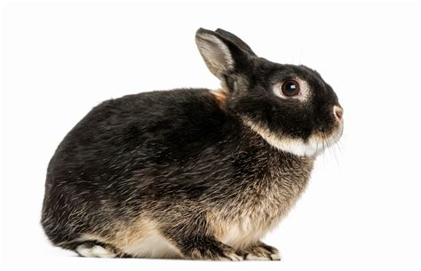 5 Unique Rabbit Breeds for International Rabbit Day | Pawsitively Pets