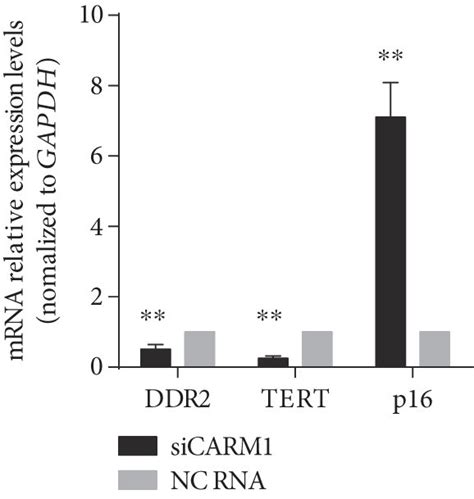 Inhibition Of CARM1 Expression In HBM MSCs Induced Cellular Senescence