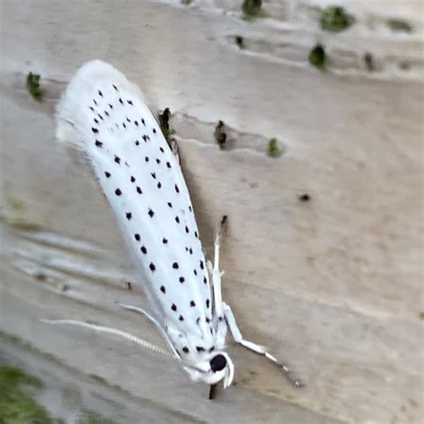 Photo Bird Cherry Ermine Yponomeuta Evonymella Observation Org