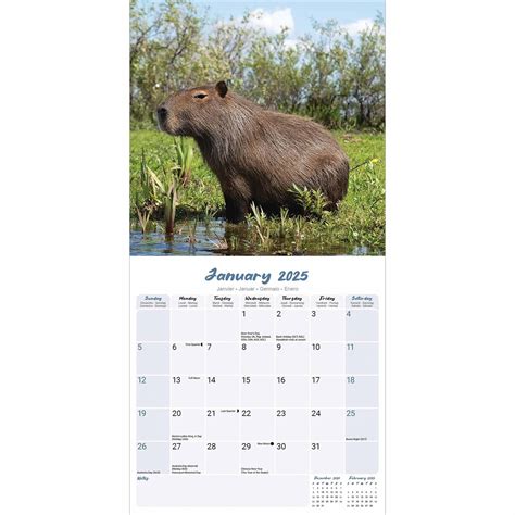 Capybara Kalender 2025 Kopen Eenvoudig En Snel Online Besteld