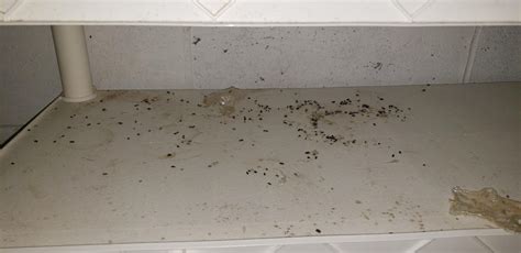 fly infestation in house 1