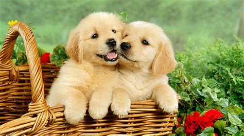 Cute Golden Retriever Puppies