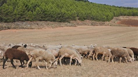 La Junta Determina En Albacete Las Medidas Sanitarias A Adoptar En