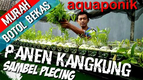 Aquaponik Panen Kangkung YouTube