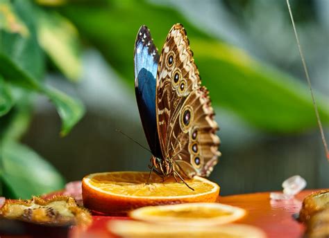 Top 8 Blue Morpho Butterfly Facts - Rainforest Cruises