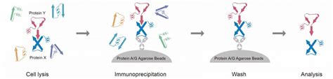 Immunoprecipitation