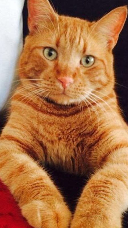 Facts About Orange Tabby Cats Paymentbooy