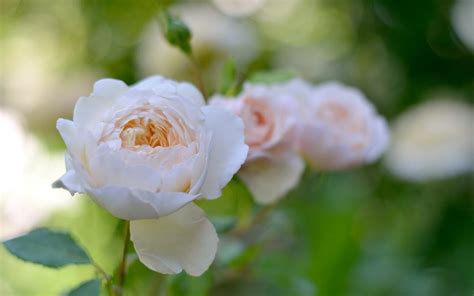 White rose flowers, garden wallpaper | flowers | Wallpaper Better