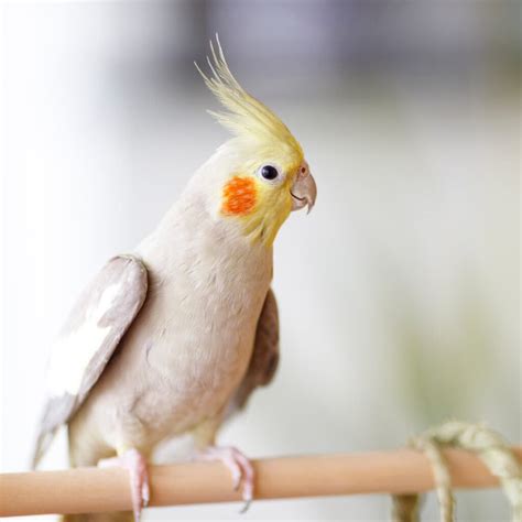 312 Best Bird Names (Cute, Unique, and Cool) - Every Little Name