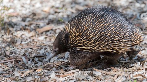 Where was the long-beaked Echidna egg-laying mammal found? Endangered species seen for the first ...