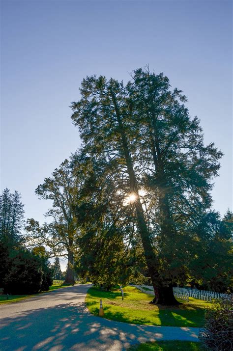 Hemlock Comes Down in National Cemetery | Gettysburg Daily