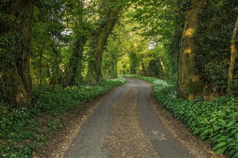 Fotos Gratis Rbol Naturaleza Bosque Planta La Carretera Sendero