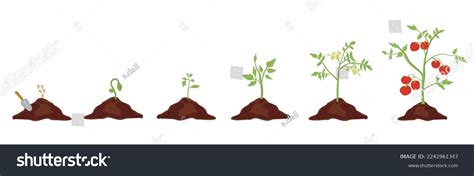 Growth Stages Tomato Plant Tomato Growing Stock Vector (Royalty Free ...