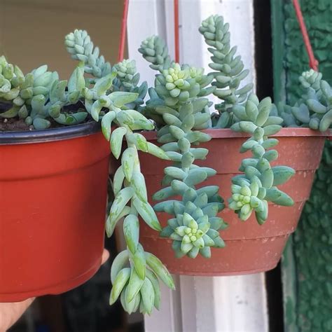 How To Care For Sedum Morganianum Burros Tail