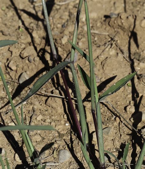 Digitaria sanguinalis - Plant Biodiversity of South-Western Morocco