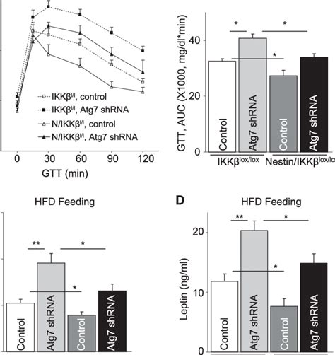 IKK Ablation In The Brain Prevents The Metabolic Effects Of MBH Atg7