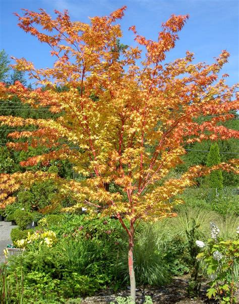 Japanese Maple ‘Coral Bark’ — $200 | Pro 1 Landscaping