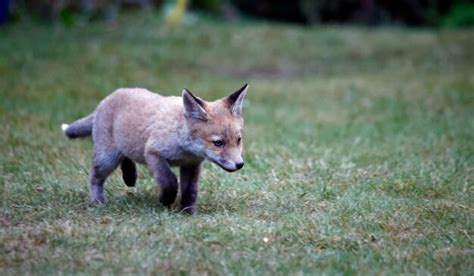 Premium Photo | Urban fox cubs exploring