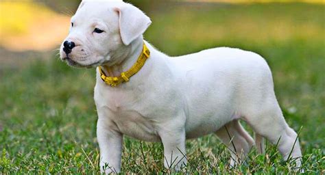 Dogo Argentino Guía Definitiva 2023