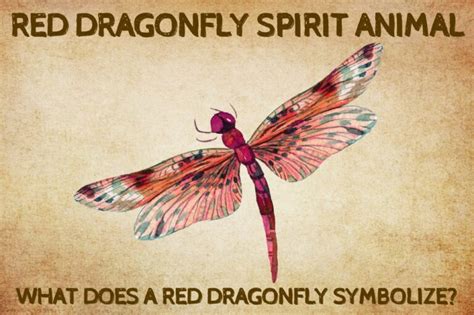 Red Dragonfly Spirit Animal: What Does a Red Dragonfly Symbolize?