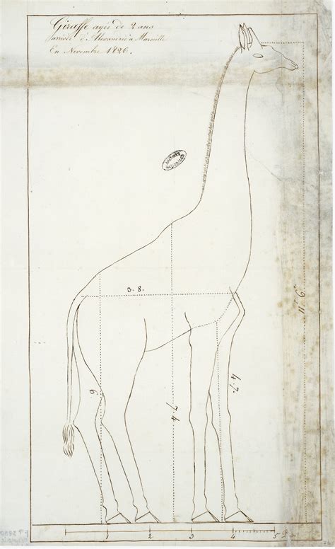 How Zarafa, France's First Giraffe, Became a Cultural Sensation