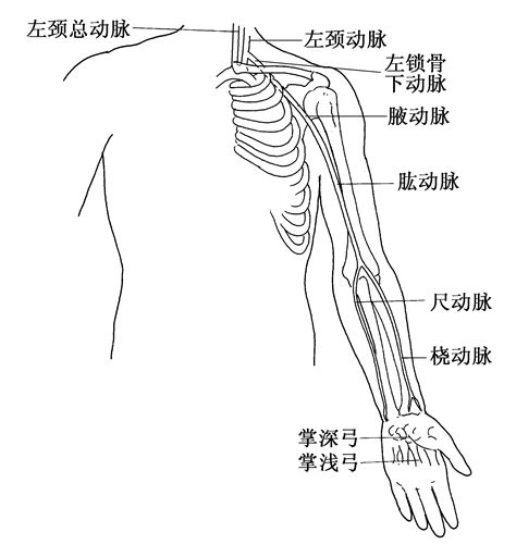 三、上肢大血管解剖 临床医学 医学