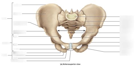 A P Lab Exercise 7 Pelvic Girdle 2 Diagram Quizlet