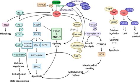 Frontiers The Mitochondrial Hsp90 Trap1 And Alzheimers Disease