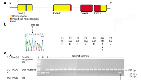 Schematic Of The Hesx Gene Hesx I T Mutation And Bsu I